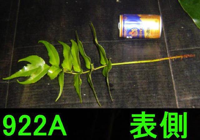 切り葉・オニシダ20枚+タマシダ30枚セット < ペット/手芸/園芸  切り葉・オニシダ20枚+タマシダ30枚セット  < ペット/手芸/園芸の