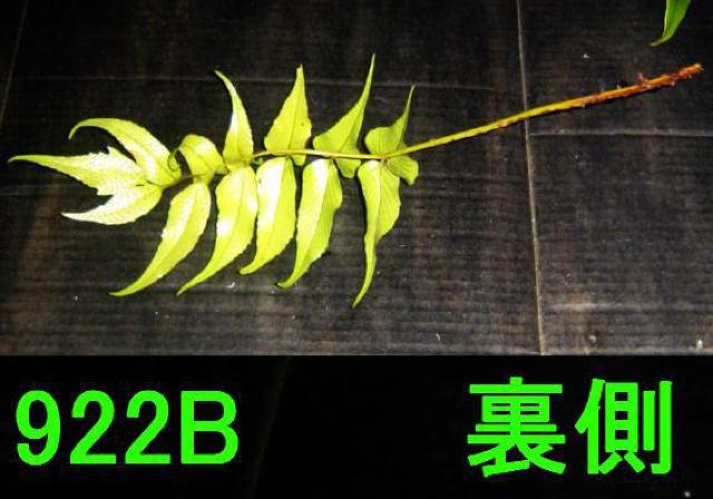 切り葉・オニシダ20枚+タマシダ30枚セット < ペット/手芸/園芸  切り葉・オニシダ20枚+タマシダ30枚セット < ペット/手芸/園芸の