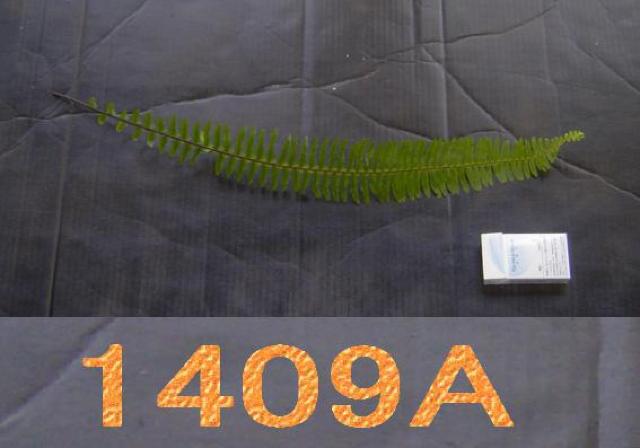 切り葉・オニシダ20枚+タマシダ30枚セット < ペット/手芸/園芸  切り葉・オニシダ20枚+タマシダ30枚セット < ペット/手芸/園芸の