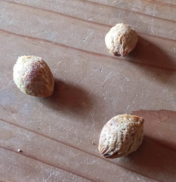 天然梅の木の種5粒+マリーゴールド花種+選べる粗品+全国匿名送料無料です\(^o^)/ < ペット/手芸/園芸 天然梅の木の種5粒+マリーゴールド花種+選べる粗品+全国匿名送料無料です\(^o^)/ < ペット/手芸/園芸の