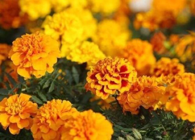 天然梅の木の種5粒+マリーゴールド花種+選べる粗品+全国匿名送料無料です\(^o^)/ < ペット/手芸/園芸 天然梅の木の種5粒+マリーゴールド花種+選べる粗品+全国匿名送料無料です\(^o^)/ < ペット/手芸/園芸の