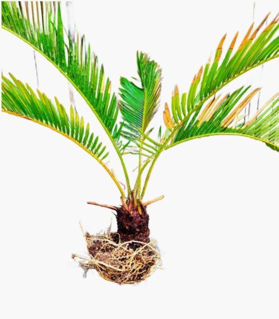 ソテツ 蘇鉄 観葉植物 < ペット/手芸/園芸 ソテツ 蘇鉄 観葉植物 < ペット/手芸/園芸の