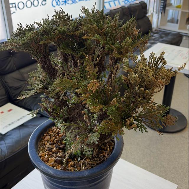 �C���q�o ( �⏼)    �����������Y   ���{�ō����i  �U�Ocm?? �S�Ocm   �����̓������������A�����l���� �� �C���e���A/���C�t�� 