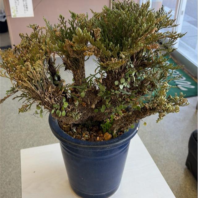 �C���q�o ( �⏼)    �����������Y   ���{�ō����i  �U�Ocm?? �S�Ocm   �����̓������������A�����l���� �� �C���e���A/���C�t�� 