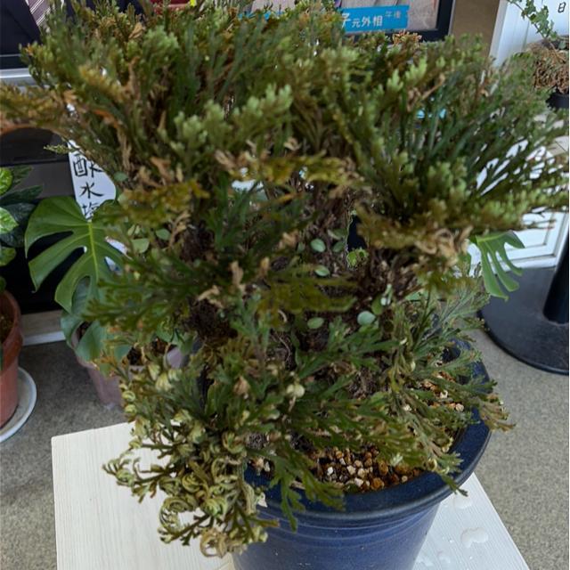 �C���q�o ( �⏼)    �����������Y   ���{�ō����i  �U�Ocm?? �S�Ocm   �����̓������������A�����l���� �� �C���e���A/���C�t�� 