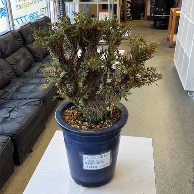 �C���q�o ( �⏼)    �����������Y   ���{�ō����i  �U�Ocm?? �S�Ocm   �����̓������������A�����l���� �� �C���e���A/���C�t�� 