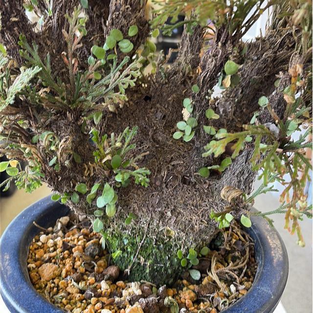 �C���q�o ( �⏼)    �����������Y   ���{�ō����i  �U�Ocm?? �S�Ocm   �����̓������������A�����l���� �� �C���e���A/���C�t�� 