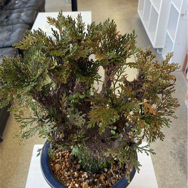 �C���q�o ( �⏼)    �����������Y   ���{�ō����i  �U�Ocm?? �S�Ocm   �����̓������������A�����l���� �� �C���e���A/���C�t�� 