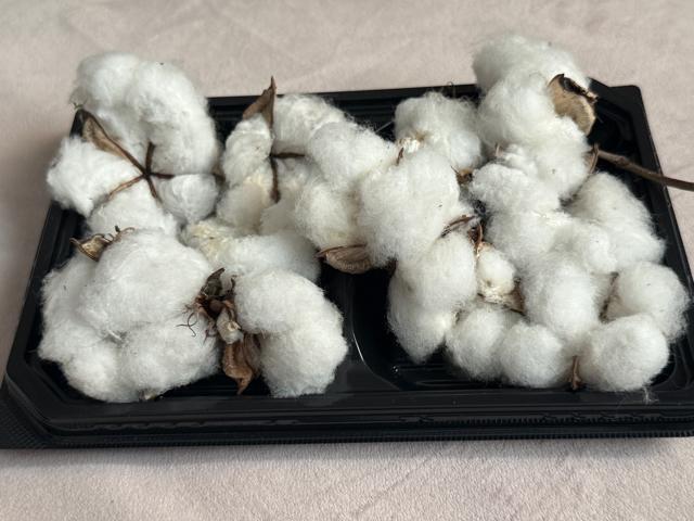 �ȉ� �R�b�g���t�����[ �� 11�� �z���C�g�R�b�g���̃h���C�t�����[�@��t��  �� �y�b�g/��|/���|�� 