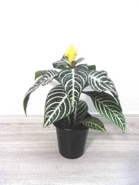 �ϗt�A���E�A�t�F�����h��/�X�N�A���T�E�_�j�A  �� �y�b�g/��|/���|�� 