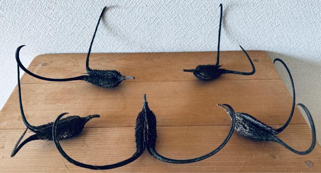 悪魔の爪 キバナツノゴマ 種入り 5個セット オブジェ < ペット/手芸/園芸  悪魔の爪 キバナツノゴマ 種入り 5個セット オブジェ  < ペット/手芸/園芸の