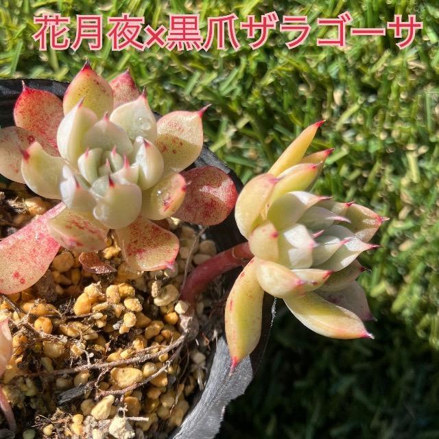 花月夜×黒爪ザラゴーサ 小苗 抜き苗 葉挿し苗 交配苗 多肉 多肉植物 2苗 < ペット/手芸/園芸 花月夜×黒爪ザラゴーサ 小苗 抜き苗 葉挿し苗 交配苗 多肉 多肉植物 2苗 < ペット/手芸/園芸の