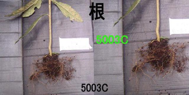 ビワの苗木 < ペット/手芸/園芸  ビワの苗木 < ペット/手芸/園芸の