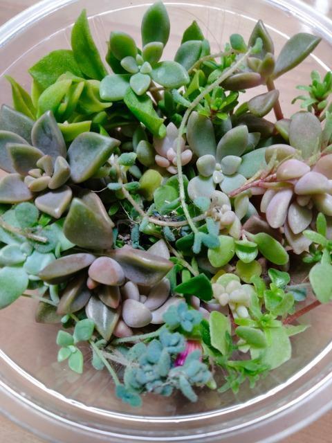 多肉 カットMIX < ペット/手芸/園芸 多肉 カットMIX < ペット/手芸/園芸の