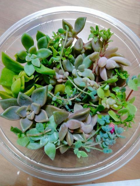 多肉 カットMIX < ペット/手芸/園芸 多肉 カットMIX < ペット/手芸/園芸の