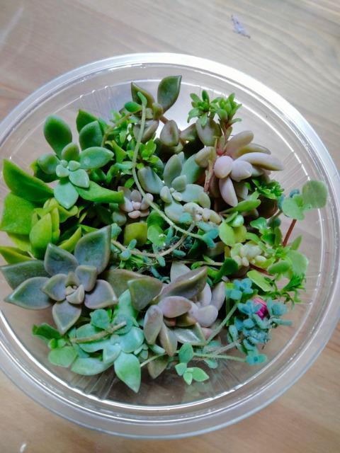 多肉 カットMIX < ペット/手芸/園芸 多肉 カットMIX < ペット/手芸/園芸の