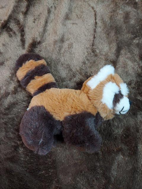 美品☆アライグマぬいぐるみ < おもちゃ  美品☆アライグマぬいぐるみ < おもちゃの