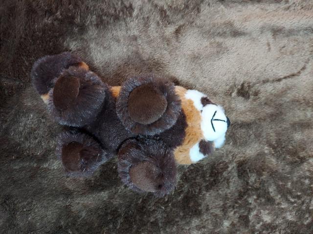美品☆アライグマぬいぐるみ < おもちゃ  美品☆アライグマぬいぐるみ < おもちゃの