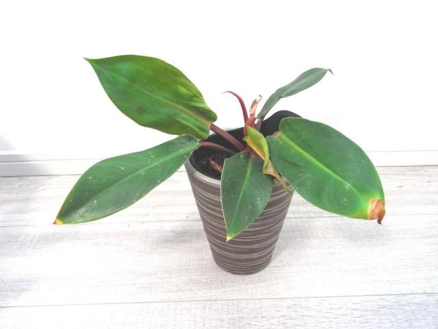 �ϗt�A���E�t�B���f���h�����E��C������E�����I  �� �y�b�g/��|/���|�� 