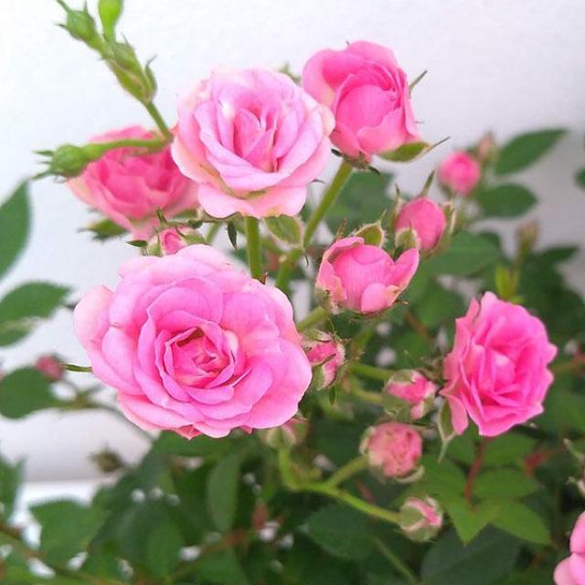 �����A�~�j�o���̉Ԏ�R�O���{���S���S�����z���ł��_(^o^)�^ �� �y�b�g/��|/���|�� 