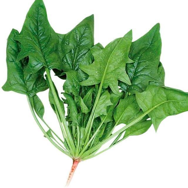 �u�����h�S��R�U�O���~�R�p�b�N�{���S���S�����z���ł��_(^o^)�^ �� �y�b�g/��|/���|�� 