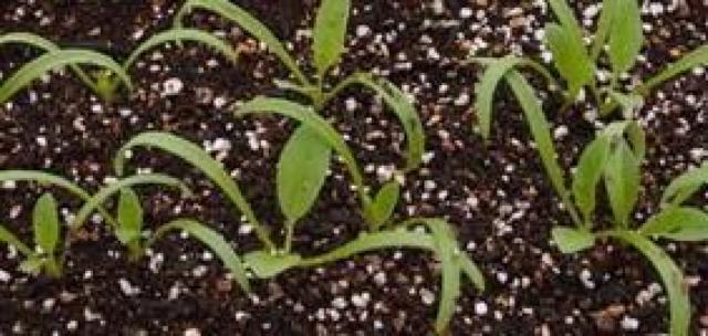 �u�����h�S��R�U�O���~�R�p�b�N�{���S���S�����z���ł��_(^o^)�^ �� �y�b�g/��|/���|�� 