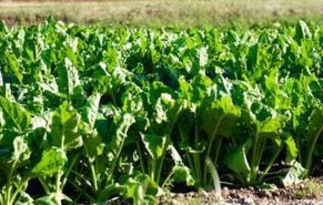 �u�����h�S��R�U�O���~�R�p�b�N�{���S���S�����z���ł��_(^o^)�^ �� �y�b�g/��|/���|�� 