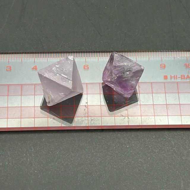 �V�R�΁@�t���[���C�g �p�[�v���n�@�Ǘ��ԍ��@ �� �y�b�g/��|/���|�� 