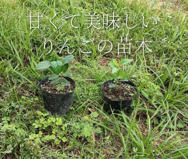 甘口りんごの苗木、有機栽培、1年生1株+安心安全匿名配送です\(^o^)/ < ペット/手芸/園芸 甘口りんごの苗木、有機栽培、1年生1株+安心安全匿名配送です\(^o^)/ < ペット/手芸/園芸の