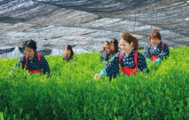 2セット注文事に1袋プレゼント【自社商品】地域ブランド】西尾産抹茶クッキー茶葉入 < グルメ/ドリンク 2セット注文事に1袋プレゼント【自社商品】地域ブランド】西尾産抹茶クッキー茶葉入 < グルメ/ドリンクの