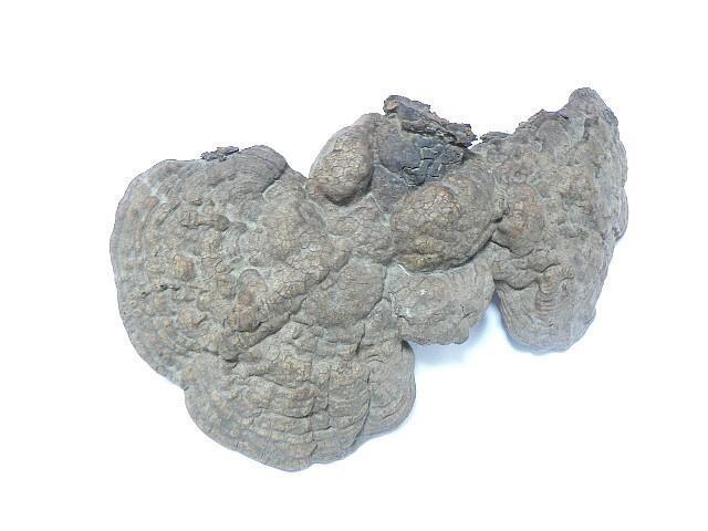 �V�R ��� ����� ���N�� 150g�E�����I  �� �O����/�h�����N�� 