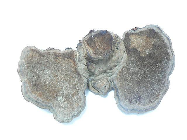 �V�R ��� ����� ���N�� 150g�E�����I �� �O����/�h�����N�� 