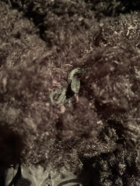 EMODA  G_@@R[g@TCYt   uh 