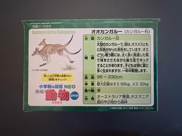 アニア オオカンガルー < ホビー アニア オオカンガルー < ホビーの