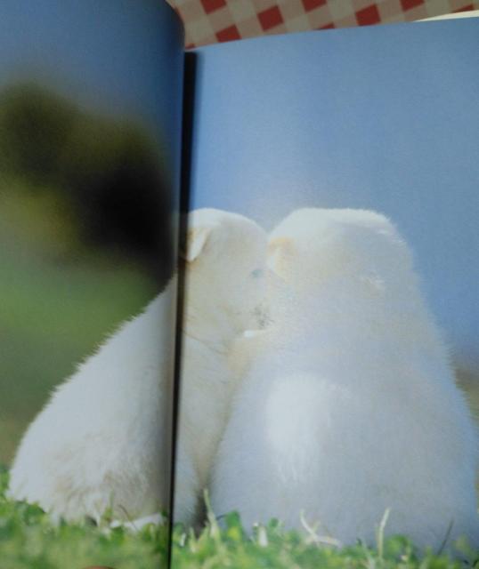 SILENT BACK DOG  TCgEobN[hbO]  {/G 