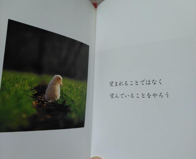 SILENT BACK DOG  TCgEobN[hbO]  {/G 