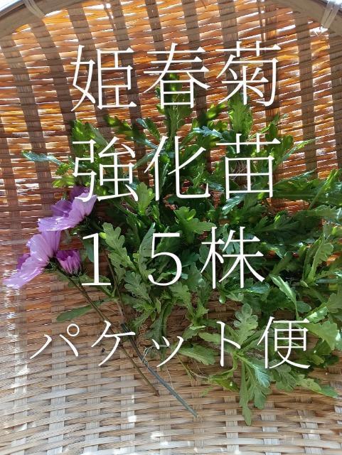 �P�t�e�̋����c�P�T���Z�b�g�{���S���S�����z���ł��_(^o^)�^  �� �y�b�g/��|/���|�� 