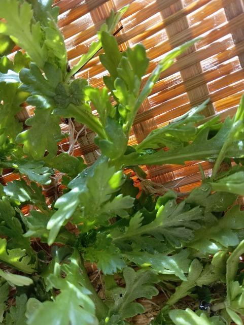 �P�t�e�̋����c�P�T���Z�b�g�{���S���S�����z���ł��_(^o^)�^ �� �y�b�g/��|/���|�� 