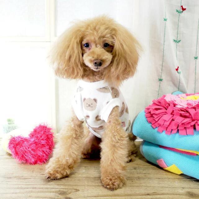 肉厚で暖か●定価3,498円●総柄 くまさんニット●白ホワイト アイボリー●ペット服 猫 犬 < ペット/手芸/園芸  肉厚で暖か●定価3,498円●総柄 くまさんニット●白ホワイト アイボリー●ペット服 猫 犬 < ペット/手芸/園芸の