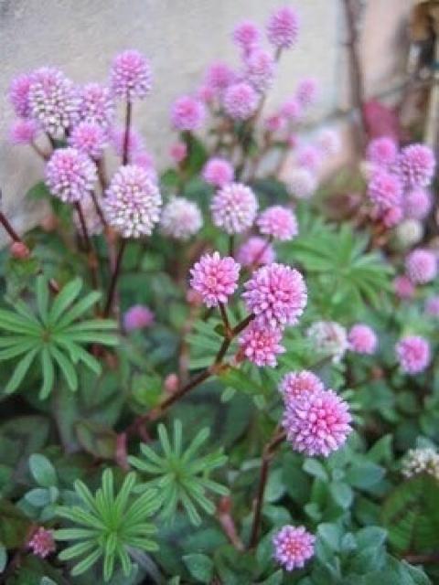 ヒメツルソバ (姫蔓蕎麦) 種子【60粒】送料無料 < ペット/手芸/園芸  ヒメツルソバ (姫蔓蕎麦) 種子【60粒】送料無料 < ペット/手芸/園芸の