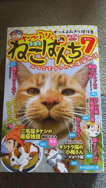 ☆ねこぱんち7 < 本/雑誌  ☆ねこぱんち7  < 本/雑誌の