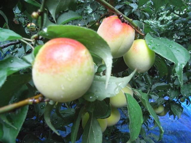 VRYIBY̓썂~̔~嗱(1.2kgjDi