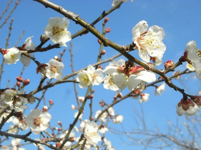 VRYIBY̓썂~̔~嗱(1.2kgjDi