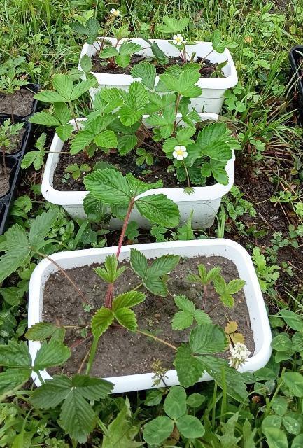 有機栽培、季節の種セット、全国匿名送料無料です\(^o^)/ < ペット/手芸/園芸  有機栽培、季節の種セット、全国匿名送料無料です\(^o^)/ < ペット/手芸/園芸の