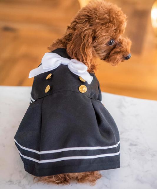 SALE●定価3,342円【新品】ゴールドボタン付きセーラー服●ペット服 犬服 コスプレ●S < ペット/手芸/園芸  SALE●定価3,342円【新品】ゴールドボタン付きセーラー服●ペット服 犬服 コスプレ●S < ペット/手芸/園芸の