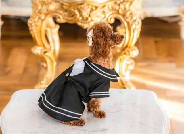 SALE●定価3,342円【新品】ゴールドボタン付きセーラー服●ペット服 犬服 コスプレ●S < ペット/手芸/園芸  SALE●定価3,342円【新品】ゴールドボタン付きセーラー服●ペット服 犬服 コスプレ●S < ペット/手芸/園芸の