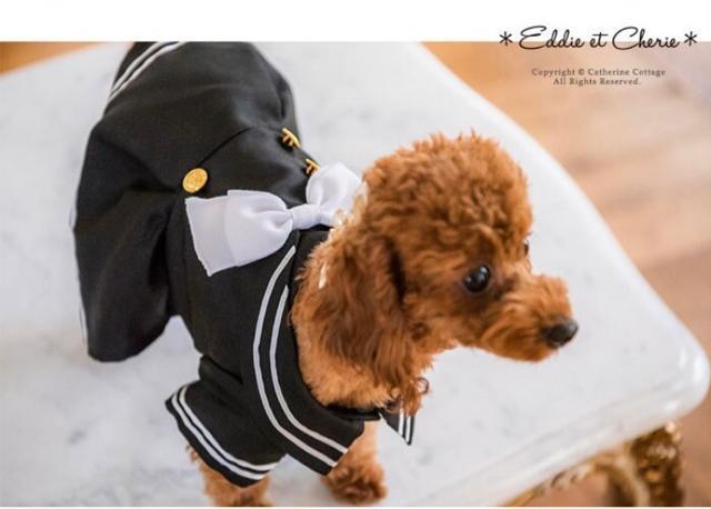 SALE●定価3,342円【新品】ゴールドボタン付きセーラー服●ペット服 犬服 コスプレ●S < ペット/手芸/園芸  SALE●定価3,342円【新品】ゴールドボタン付きセーラー服●ペット服 犬服 コスプレ●S < ペット/手芸/園芸の