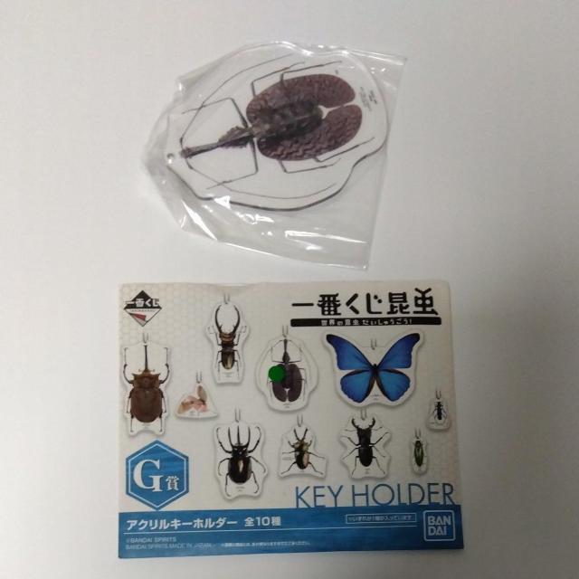 一番くじ 昆虫 世界の昆虫だいしゅうごう G賞 アクリルキーホルダー バイオリンムシ < アニメ/コミック/キャラクター  一番くじ 昆虫 世界の昆虫だいしゅうごう G賞 アクリルキーホルダー バイオリンムシ  < アニメ/コミック/キャラクターの