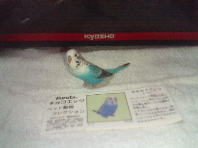 フルタ   ペット動物コレクション1           セキセイインコ  ブルー < ホビー  フルタ   ペット動物コレクション1           セキセイインコ  ブルー  < ホビーの