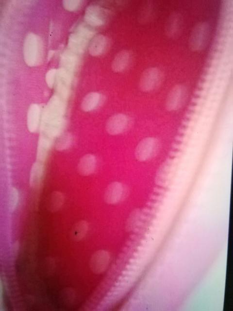 LĂ@܂邿ہ[񂾁[ǁ@sNn  zr[ 